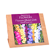 AD1225 - Gladioli Bulbs