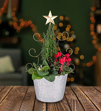 Christmas plant hampers Clearance