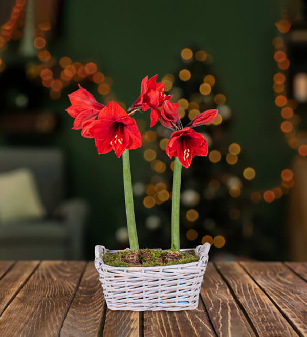 Christmas plants delivered deals