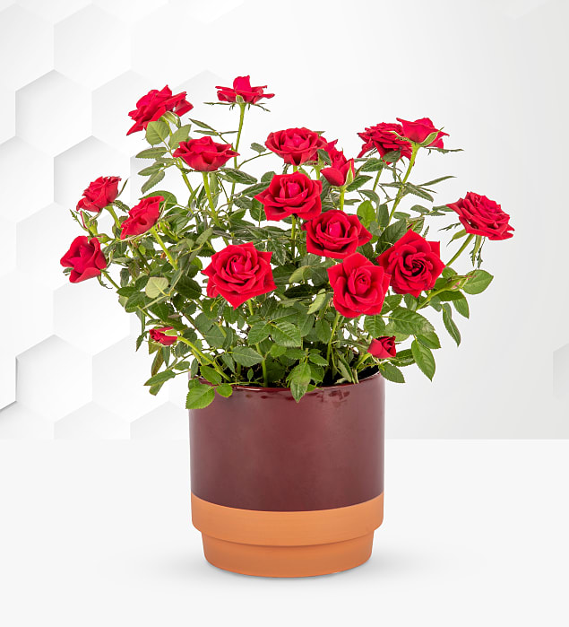 Christmas Glam Rose Plant