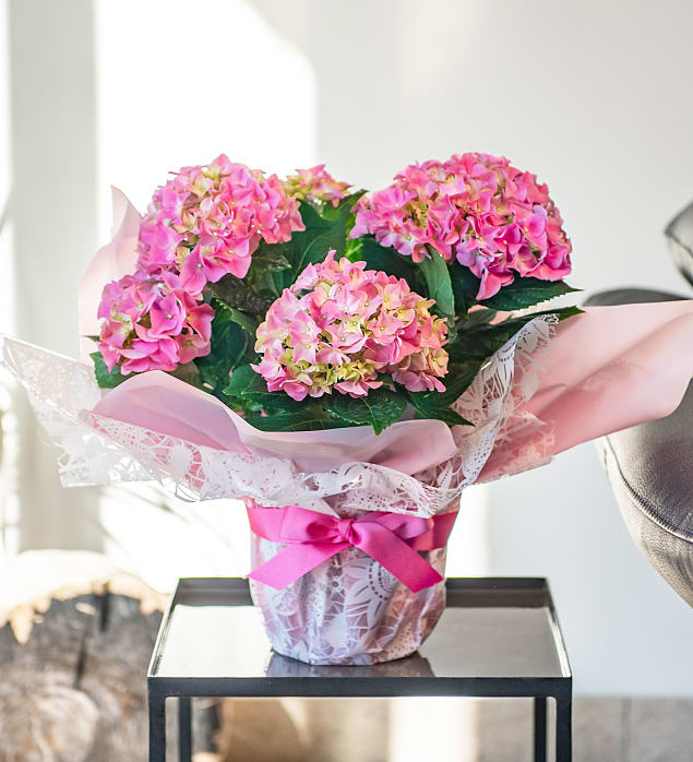 Spring Hydrangea Prestige Hampers