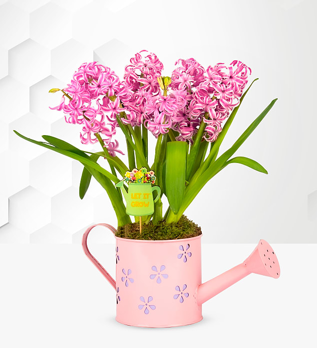 Spring Hyacinth Planter