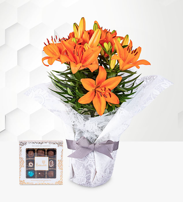 Asiatic Autumn Lily Gift