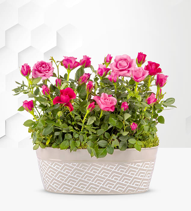 Delightful Roses