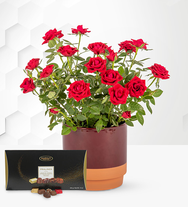 Christmas Glam Rose Plant with Luxury Chocs