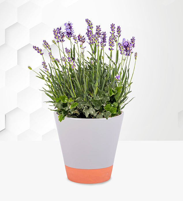 Lavender Planter Prestige Hampers