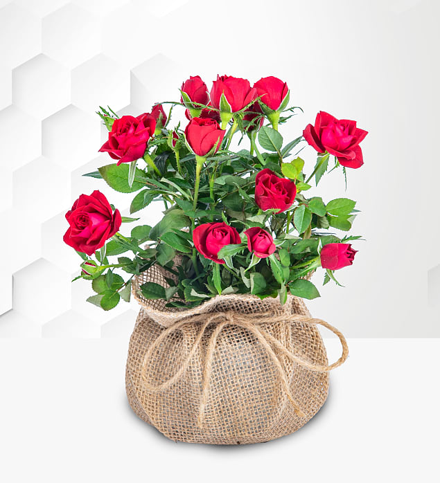 Radiant Spring Roses