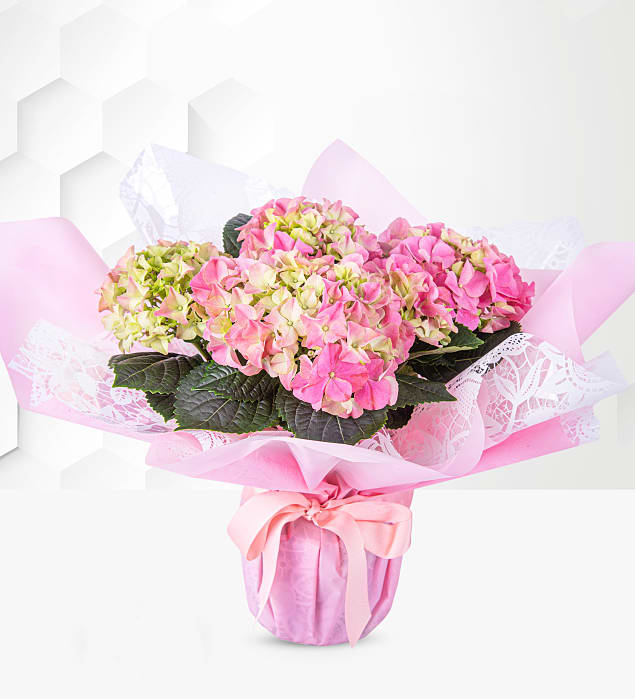 Spring Hydrangea 