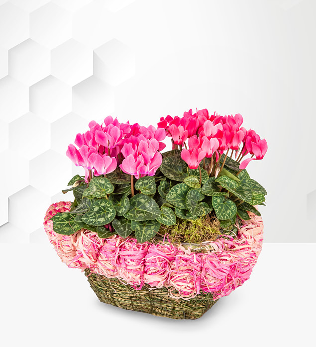 Mum's Cyclamen Heart Basket