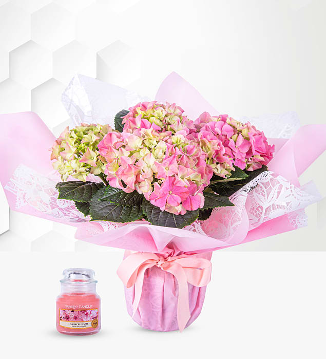 Heavenly Hydrangea Gift