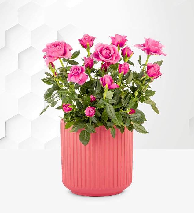 Classic Rose Plant