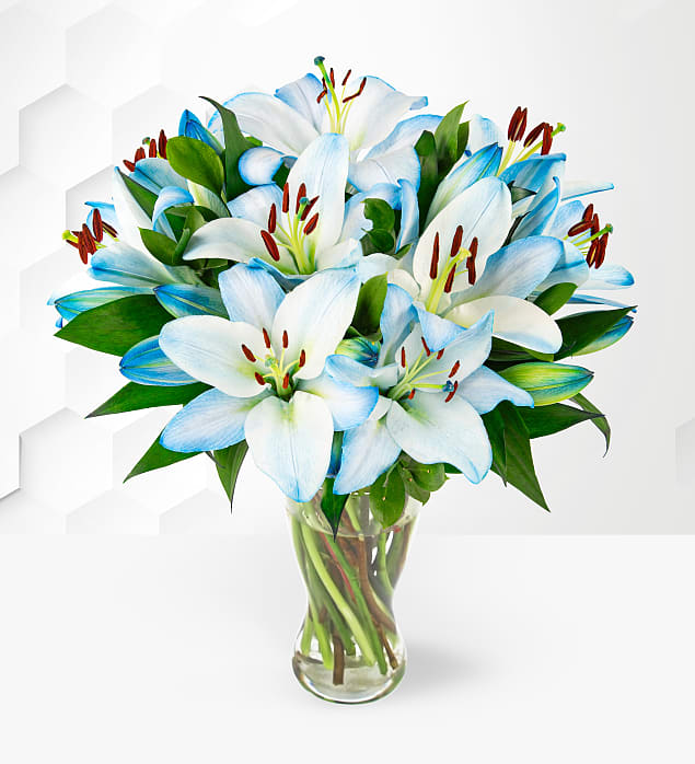 Ocean Lilies
