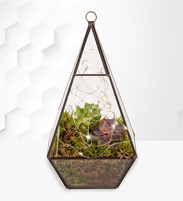 Organic Terrarium 