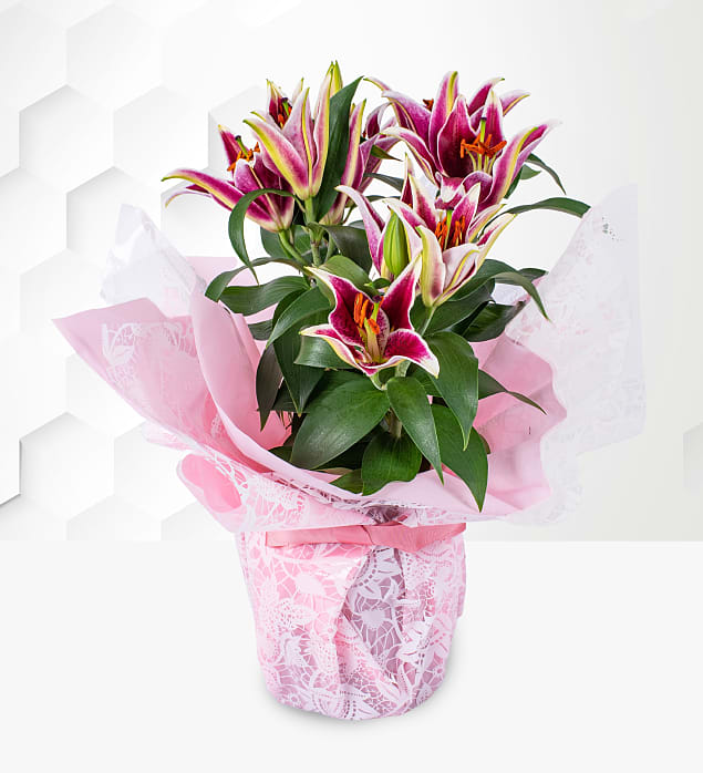 Oriental Lily Prestige Hampers