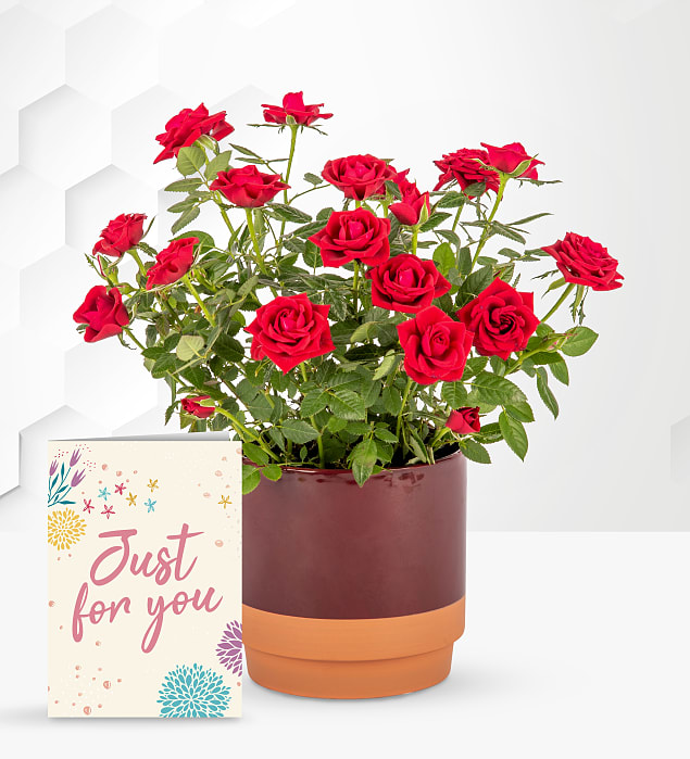 Christmas Glam Rose Plant with Card