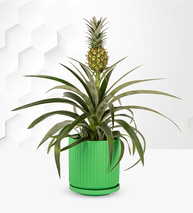 Pineapple Plant