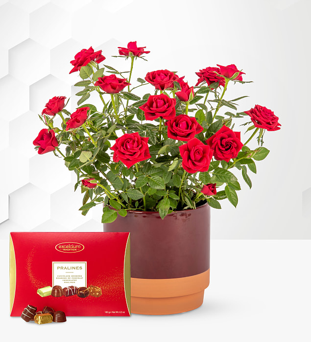 Christmas Glam Rose Plant with Chocolates
