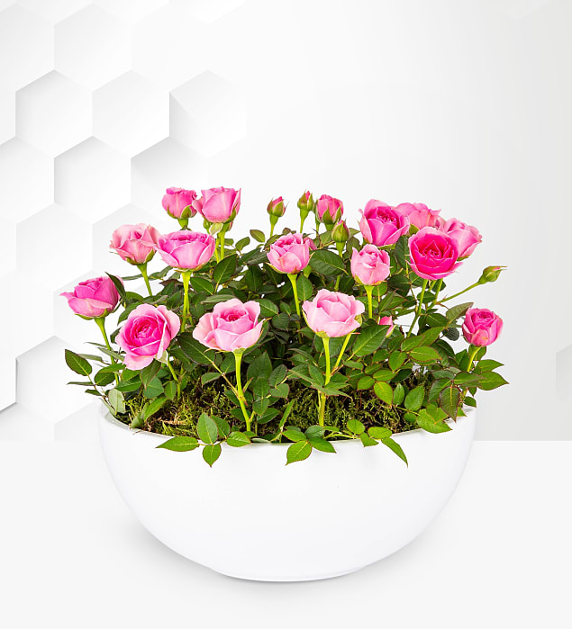 Luxury Pink Rose Bowl