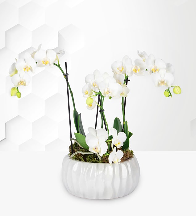 Luxury Ivory Orchid