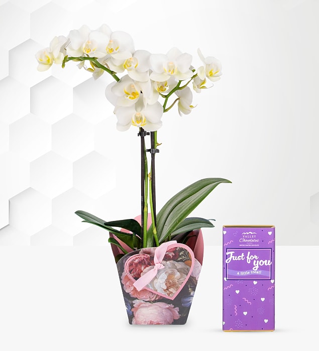 Spring Orchid with Just For You Chocolate