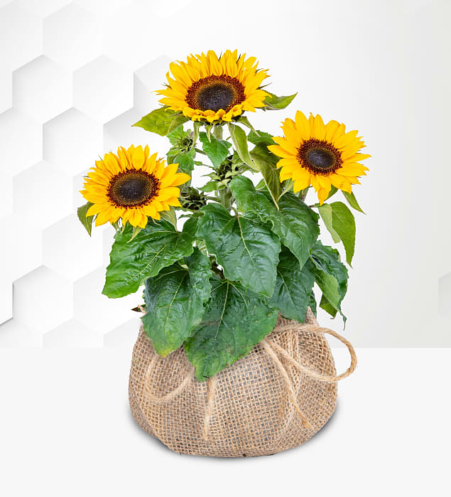 Sunflowers Plant