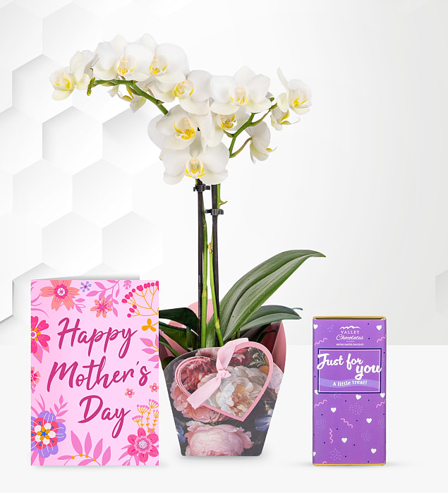 Spring Orchid with Just For You Chocolate & Card